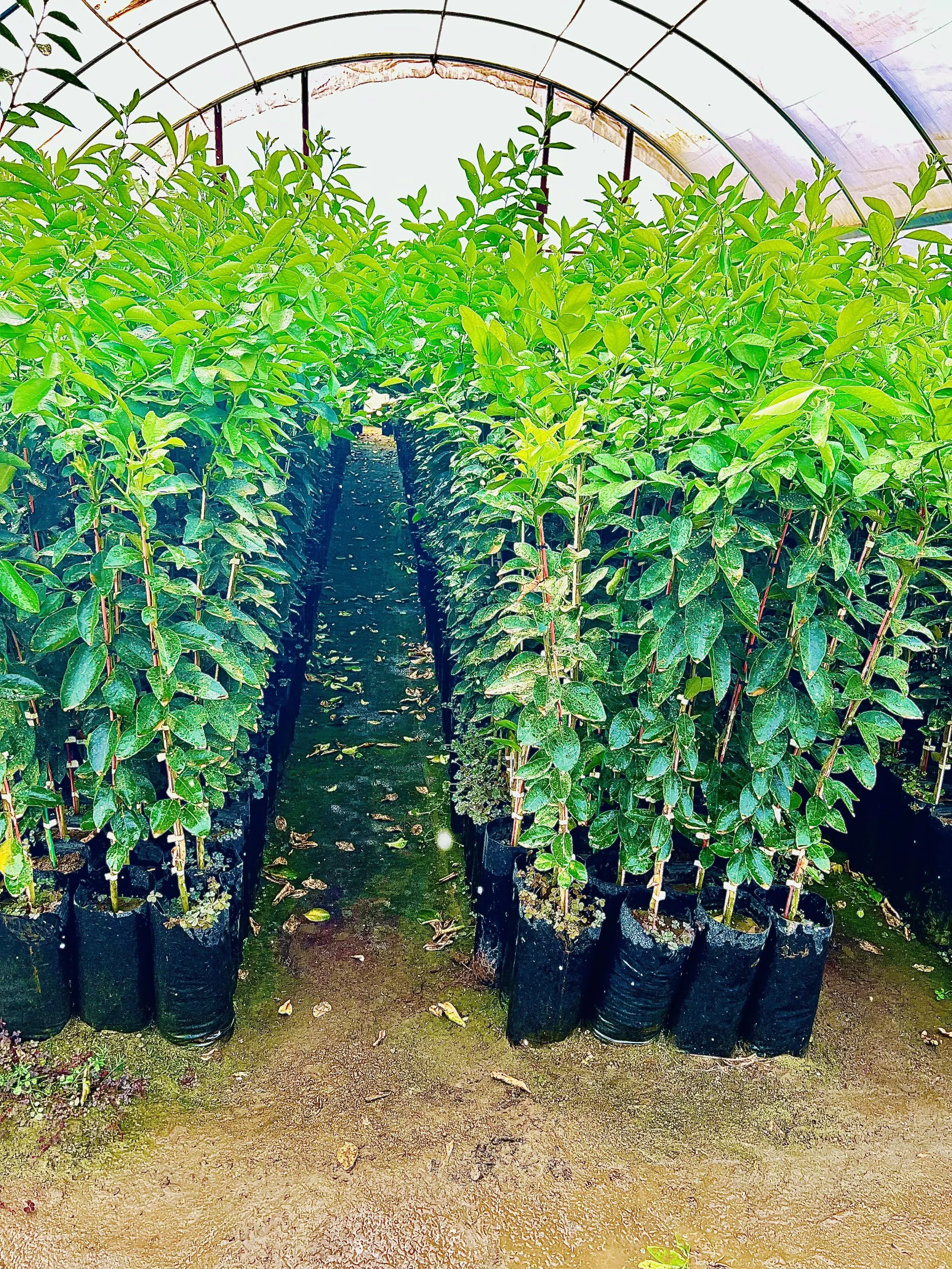jandjnursery.org